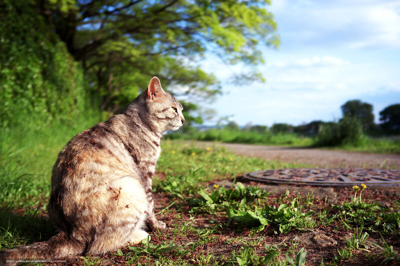 Cat sitting in a park