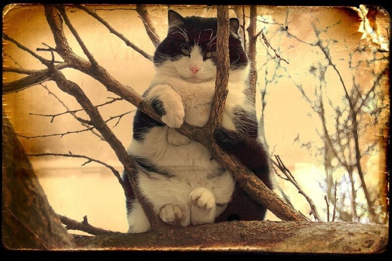 cat sitting in a tree
