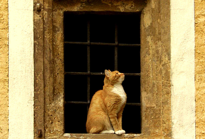 cat sitting in a window