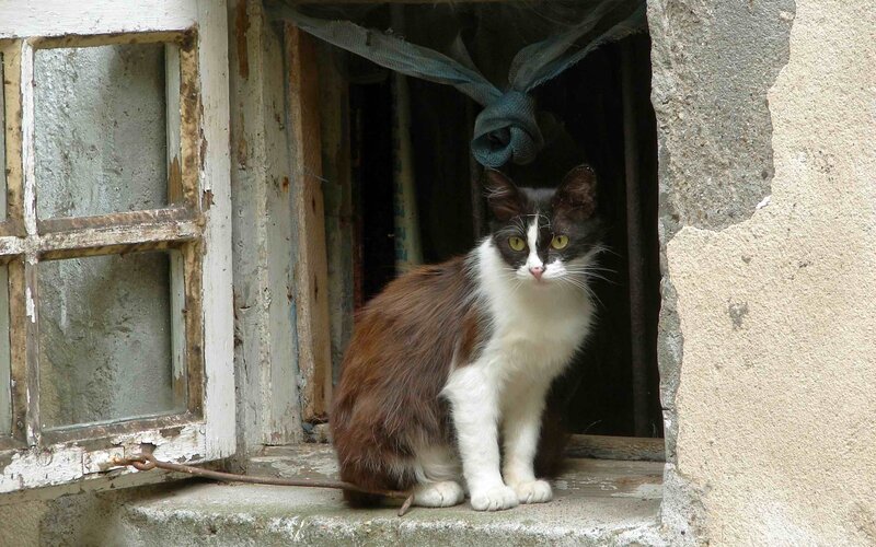 cat sitting in a window
