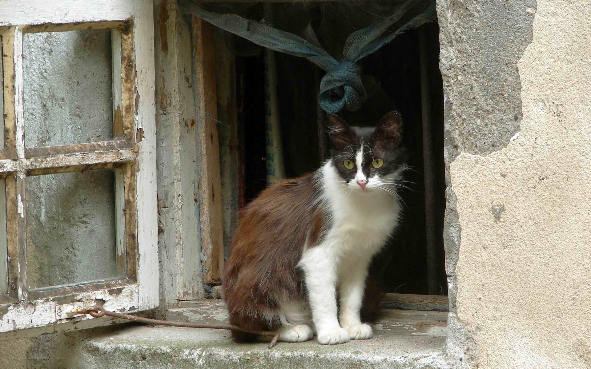 cat sitting in a window