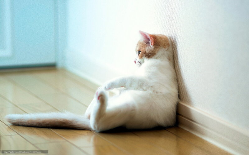cat sitting in corner