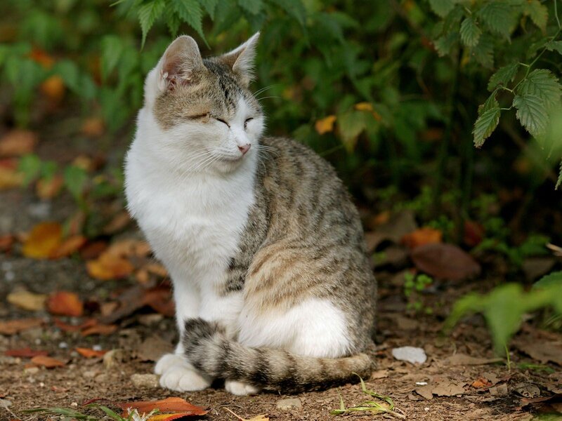 cat sitting in garden