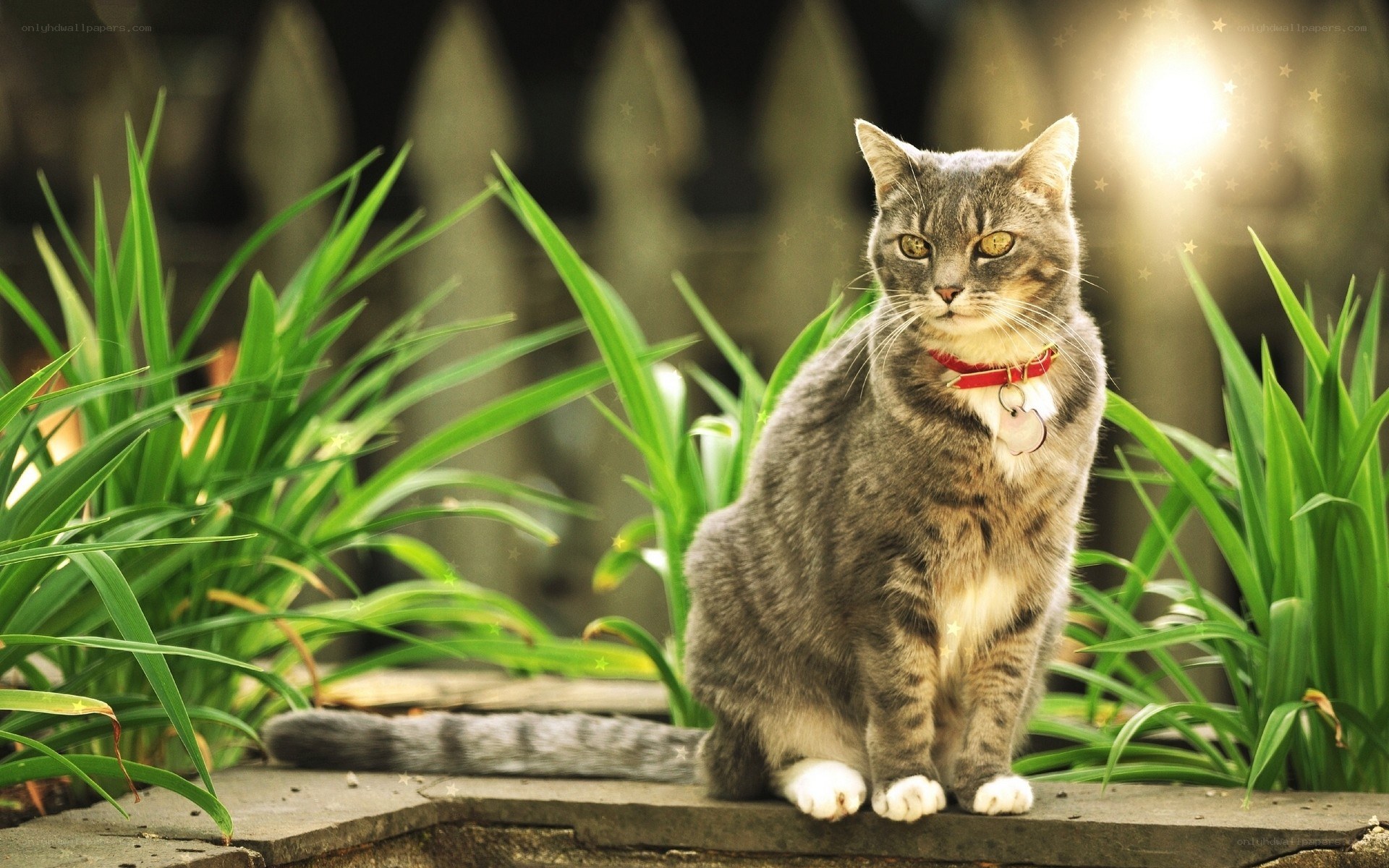 cat sitting in garden