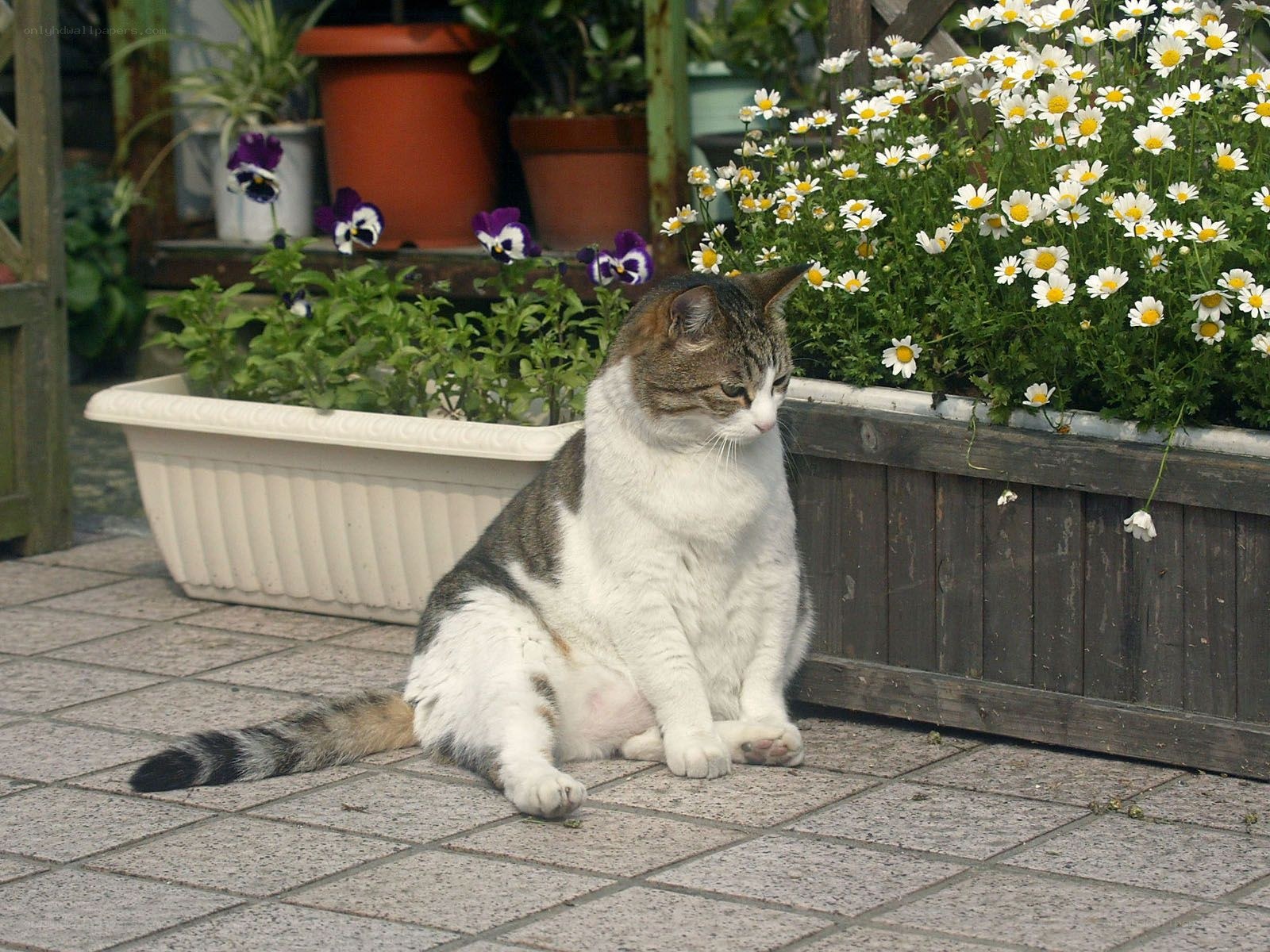 Cat sitting in garden
