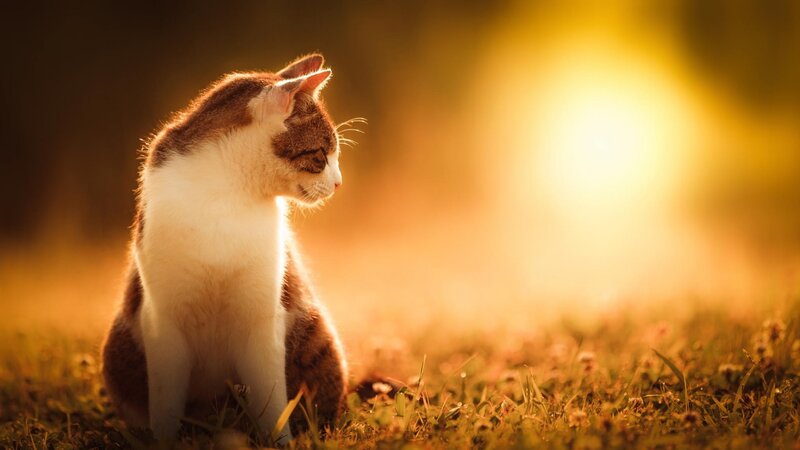 Cat Sitting in Grass — Gold