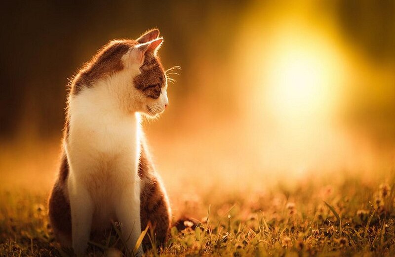 Cat Sitting in Grass