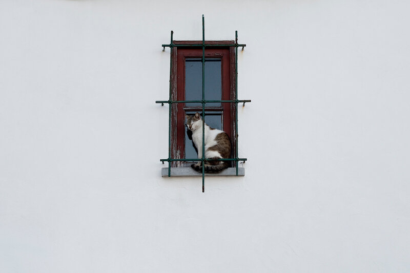 cat sitting in window