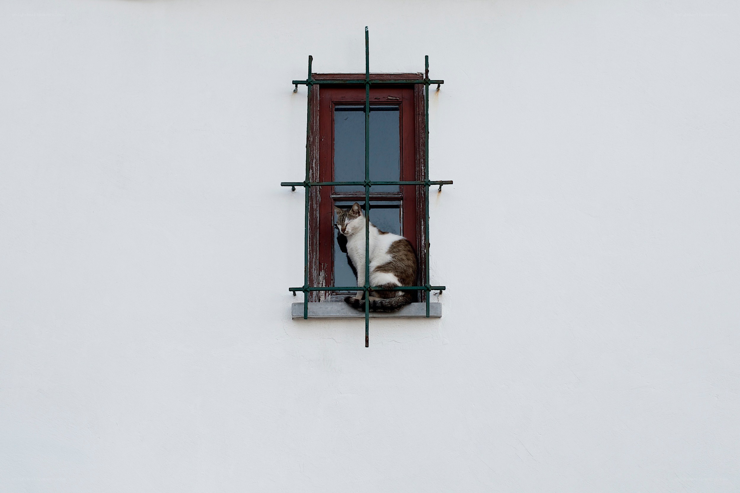 cat sitting in window