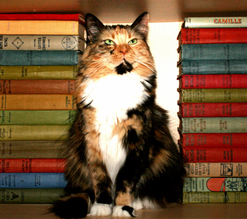 Cat sitting on a bookshelf