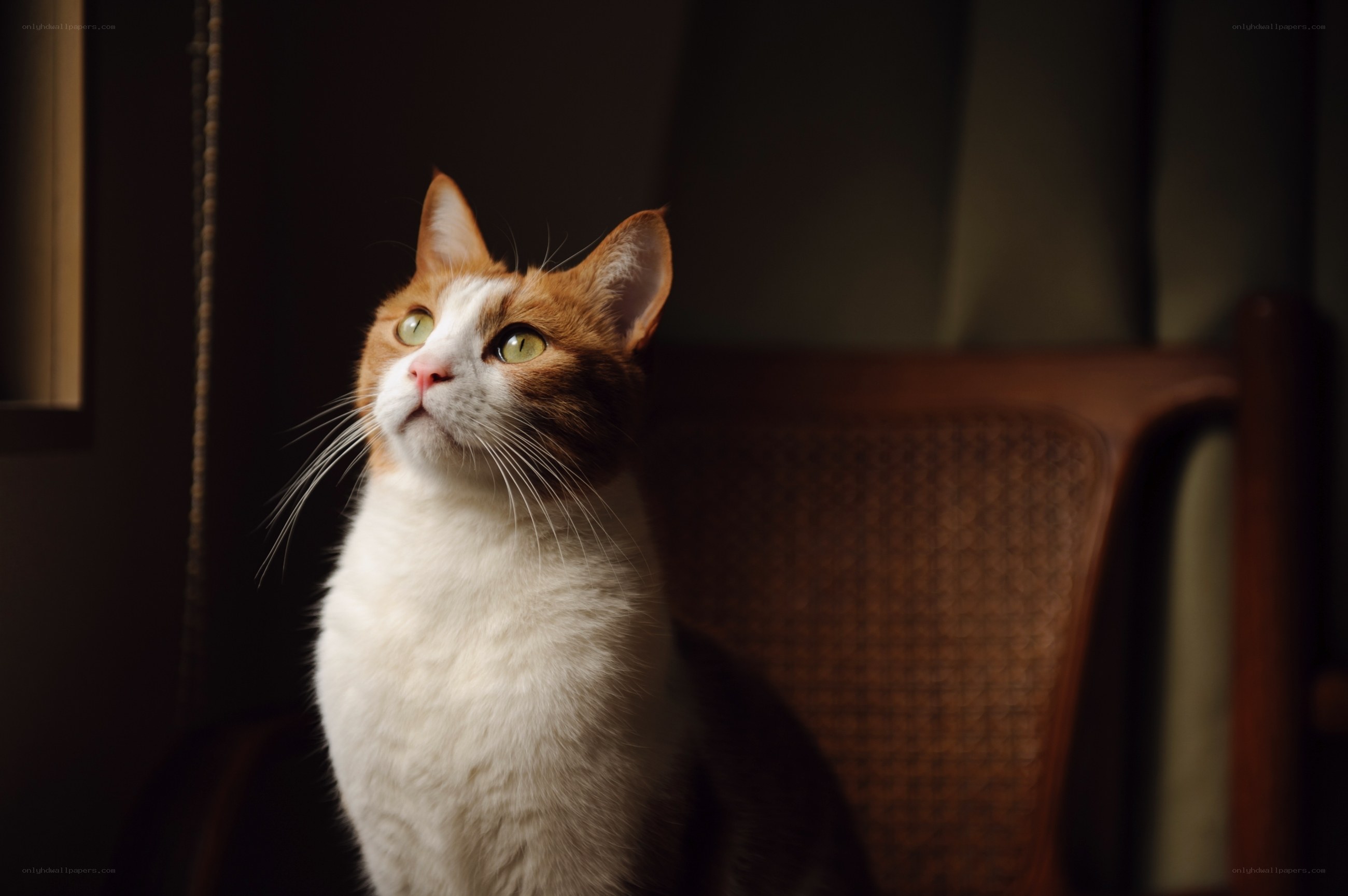 cat sitting on a chair