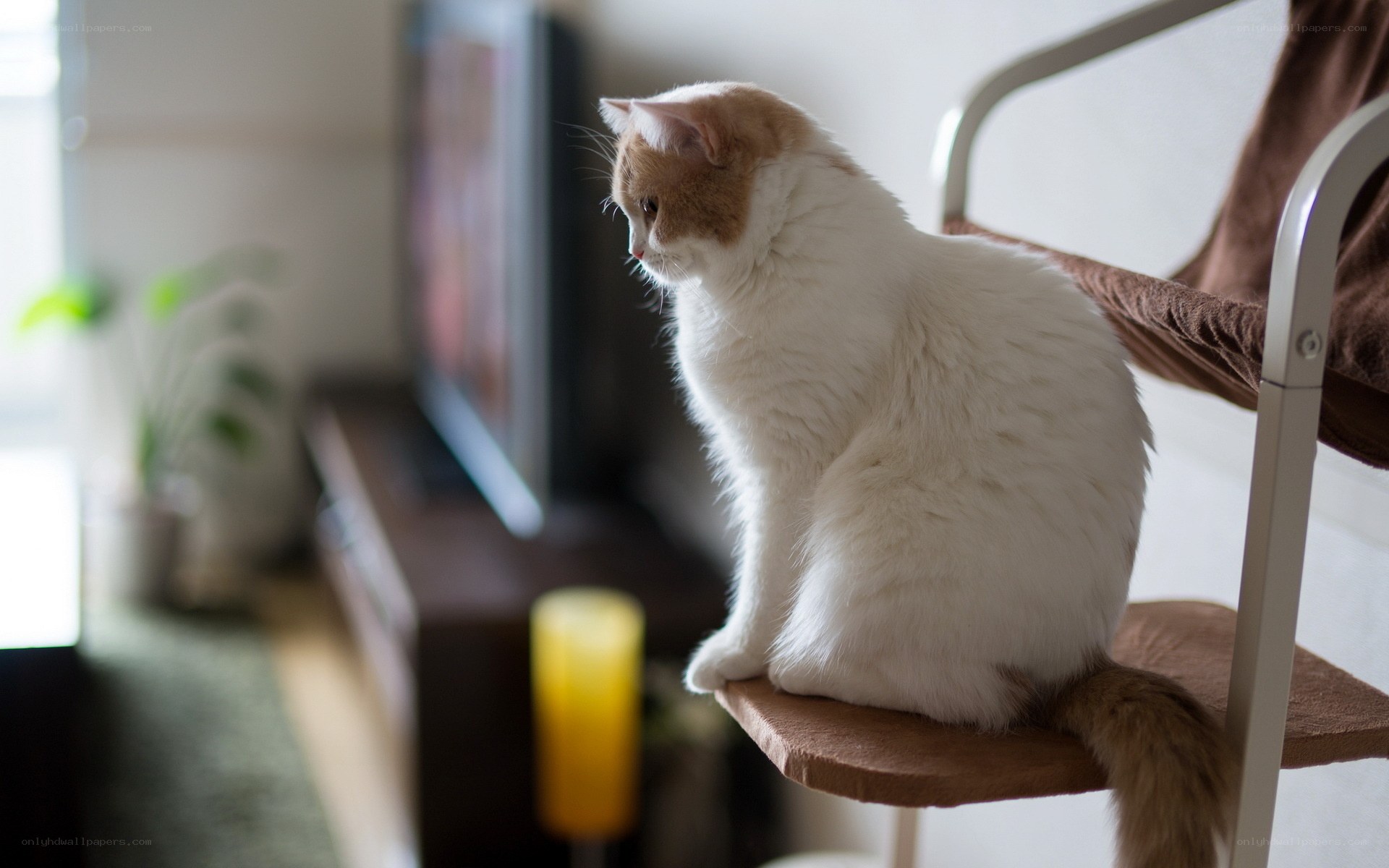 cat sitting on a chair