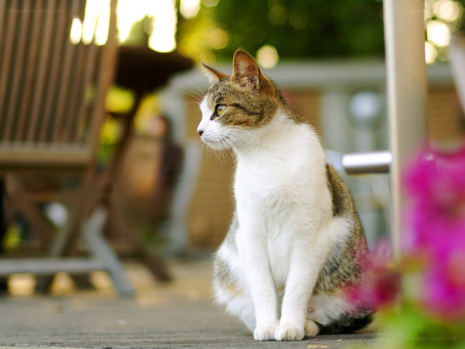 cat sitting on a patio