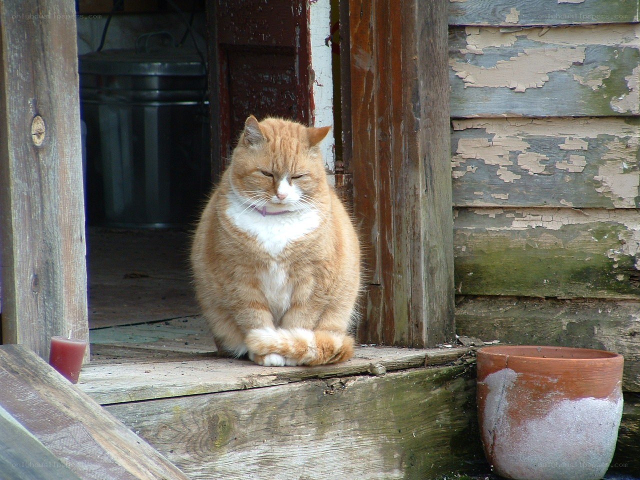 Cat sitting on a porch step