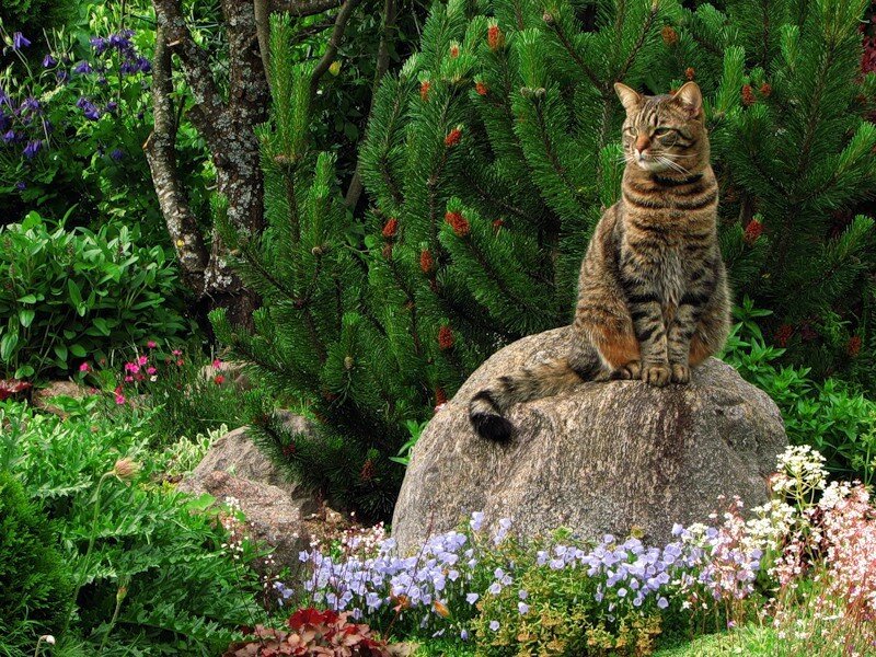 Cat sitting on a rock in a garden