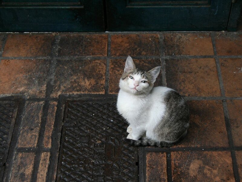 cat sitting on a tiled floor