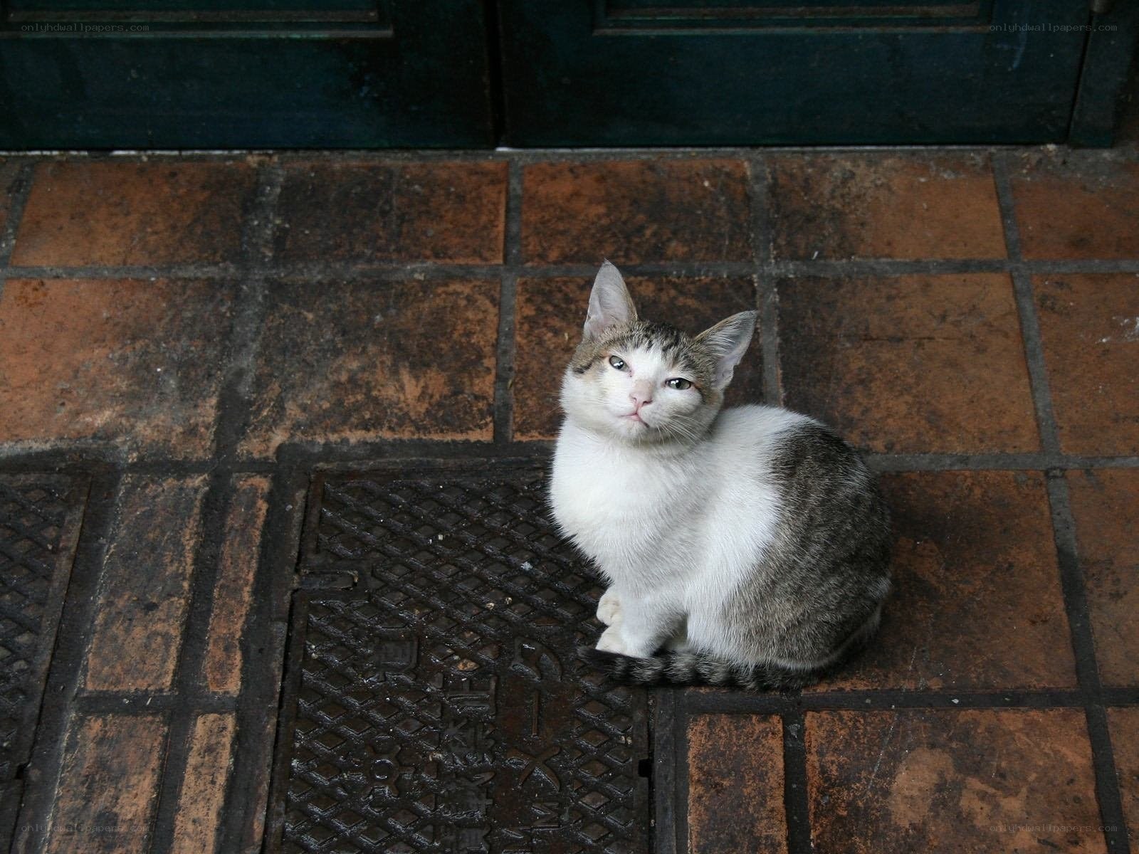 cat sitting on a tiled floor