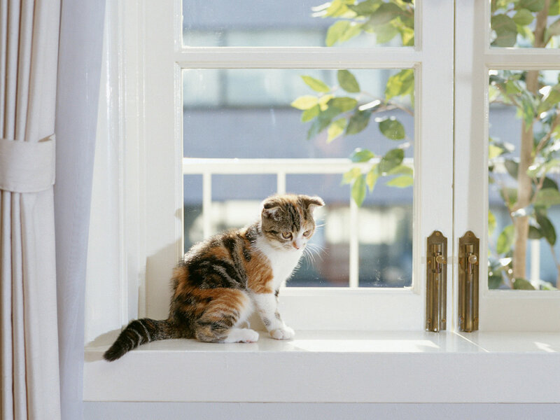 Cat sitting on a windowsill