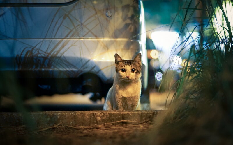 Cat Sitting on Curb