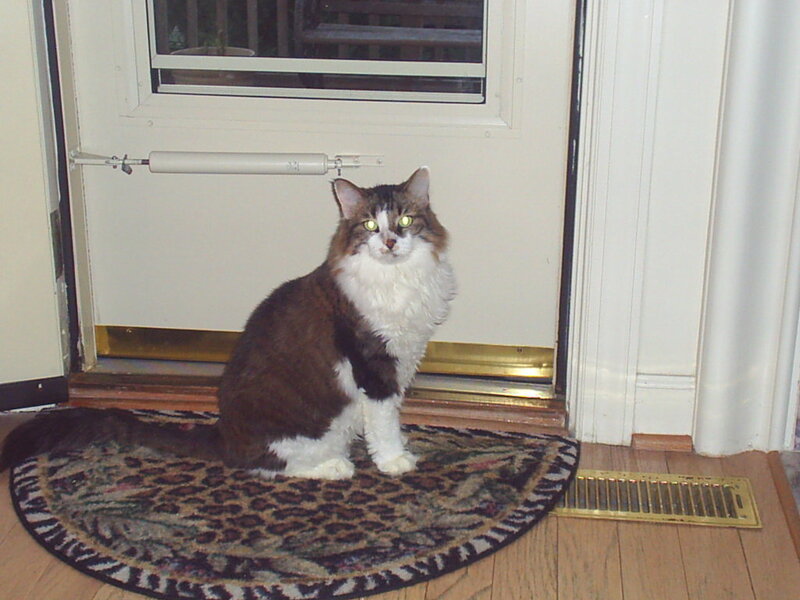 cat sitting on doormat