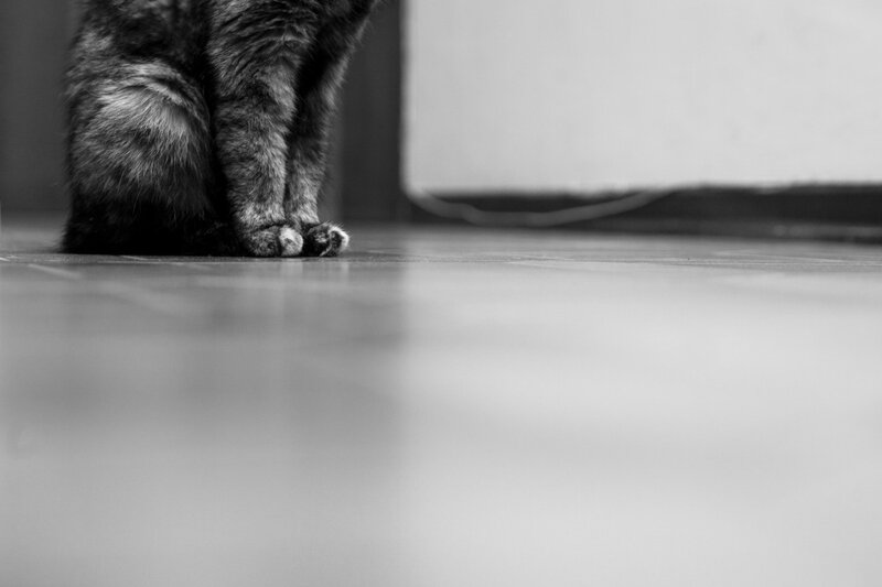 cat sitting on floor