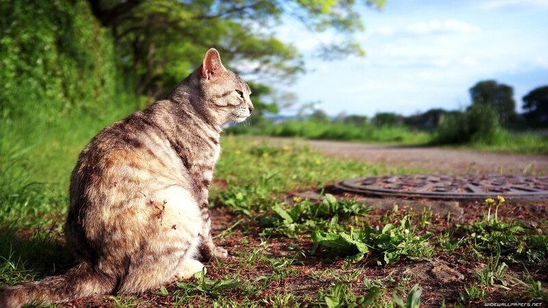 cat sitting on grass