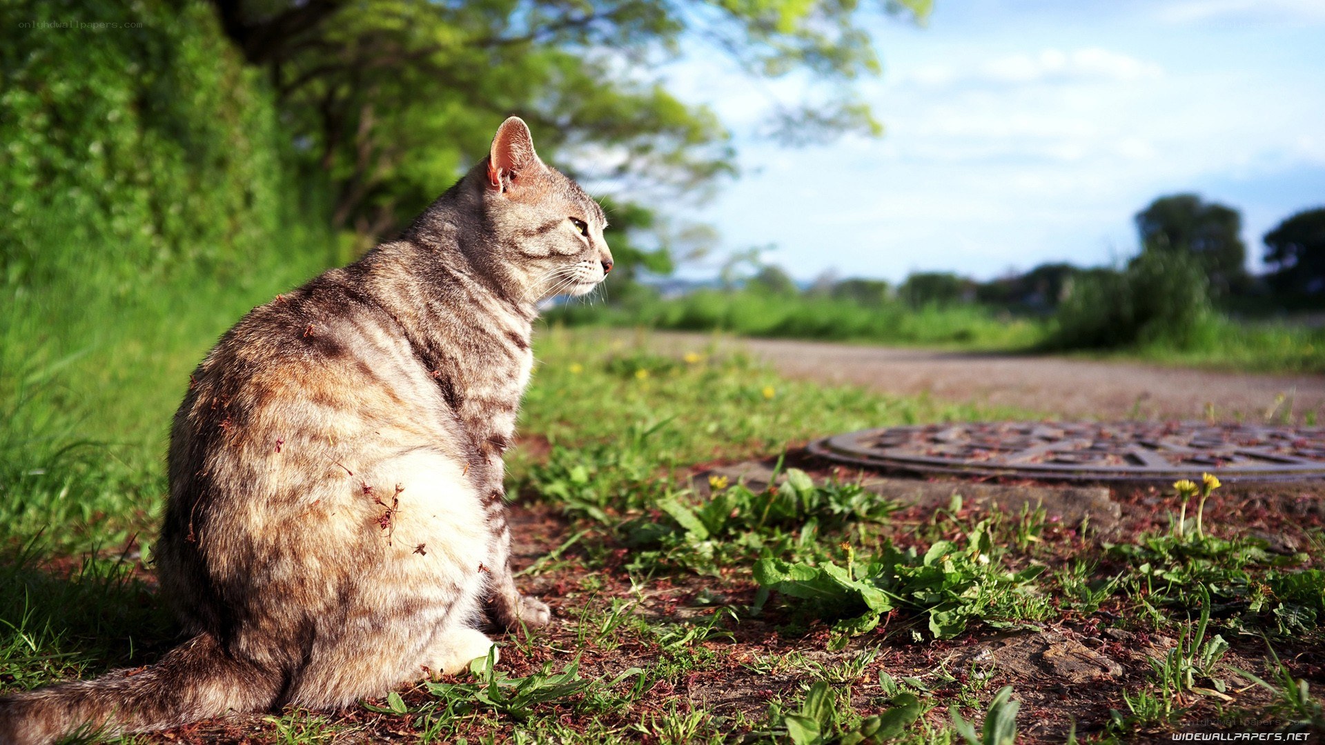 cat sitting on grass