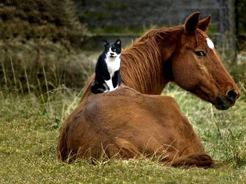 cat sitting on horse