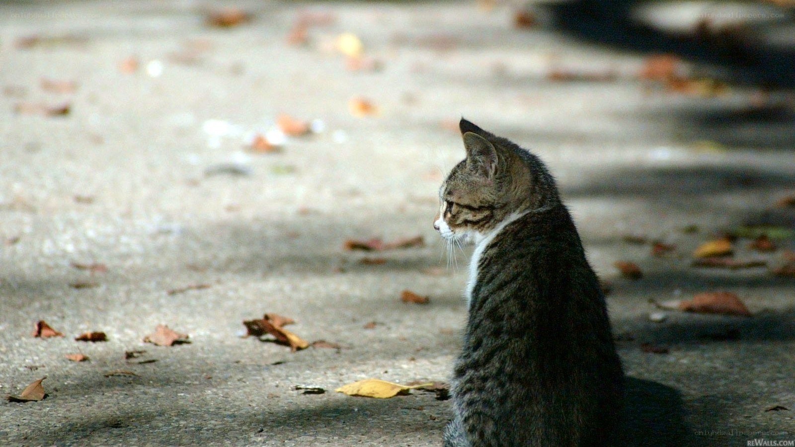 cat sitting on pavement