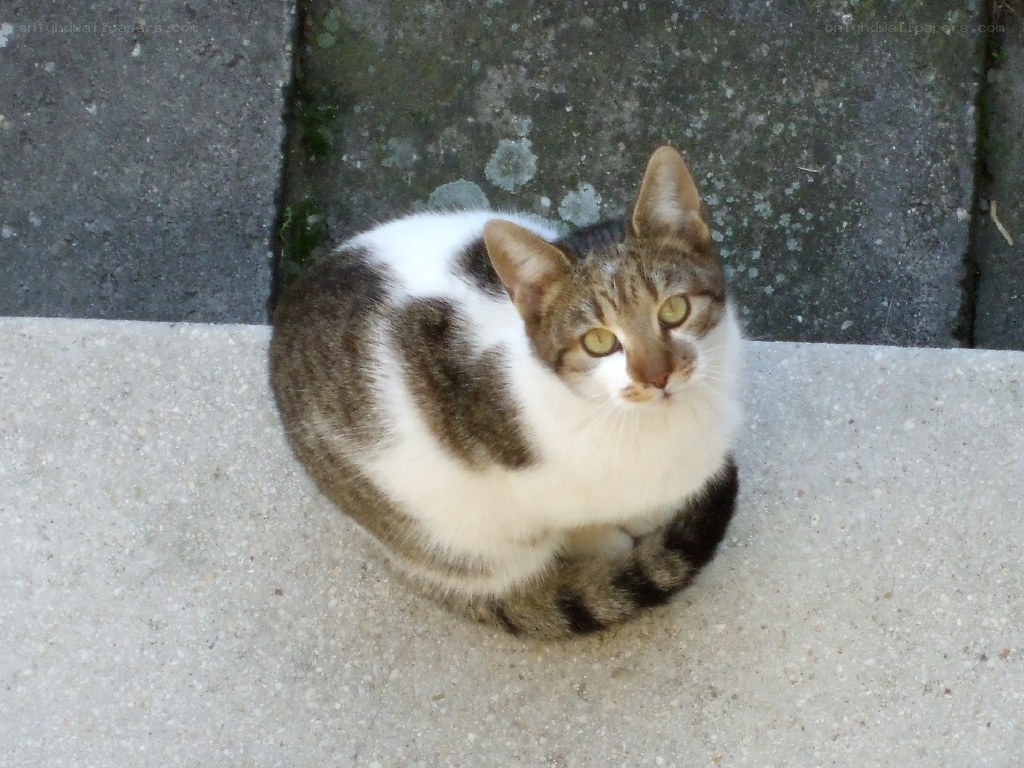 cat sitting on pavement