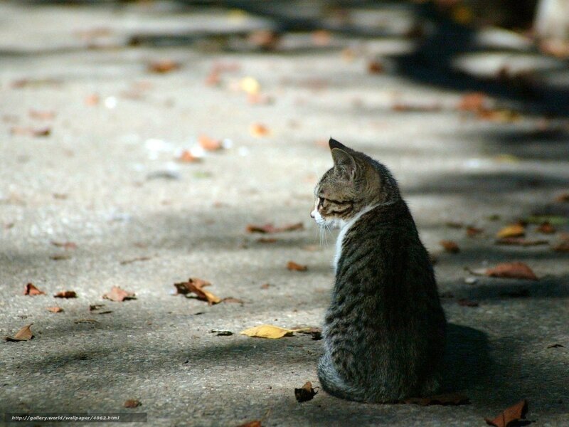 cat sitting on pavement