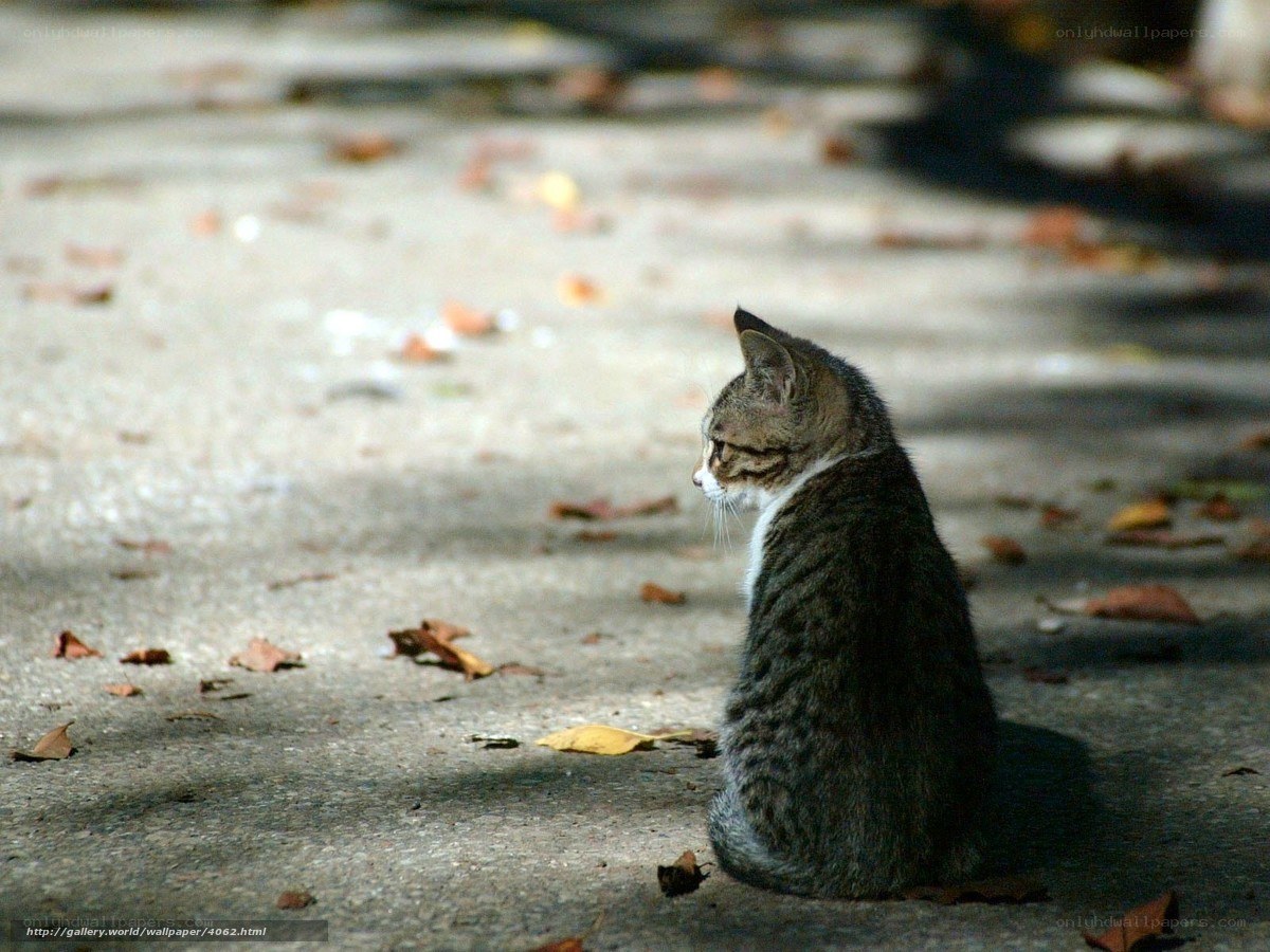 cat sitting on pavement