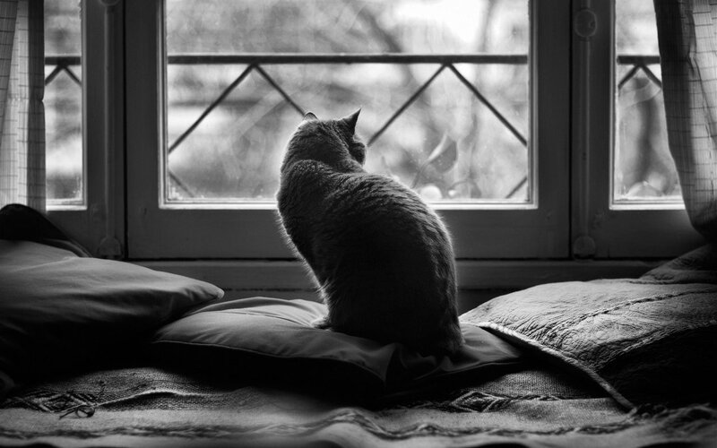 Cat Sitting on Pillow — Black, Calm, Photograph, Window