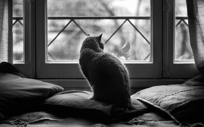 Cat Sitting on Pillow — Black, Calm