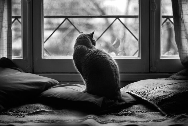 Cat Sitting on Pillow — Black