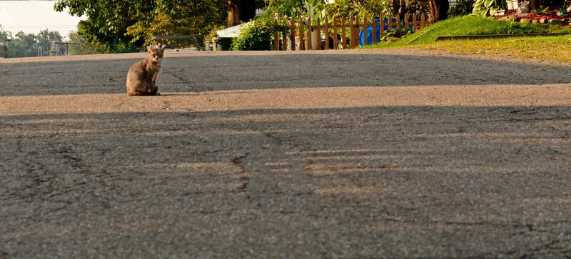 Cat Sitting on Road