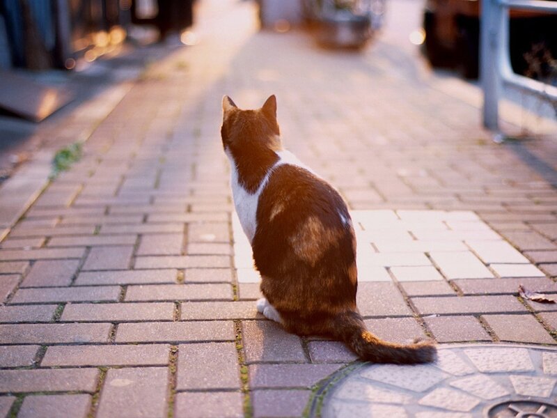 cat sitting on sidewalk