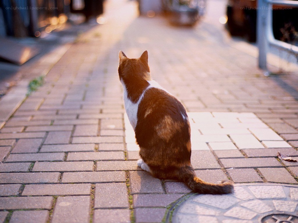 cat sitting on sidewalk