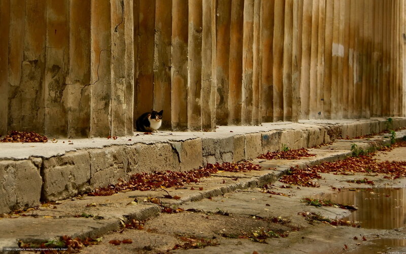 Cat Sitting on Steps