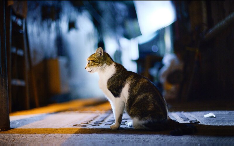 cat sitting on street at night