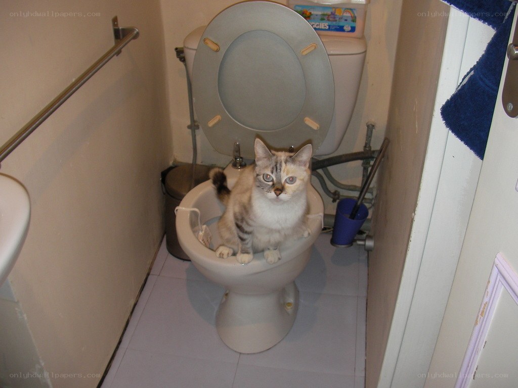 cat sitting on toilet