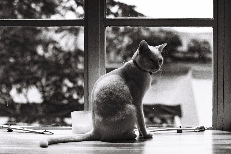 Cat Sitting on Windowsill