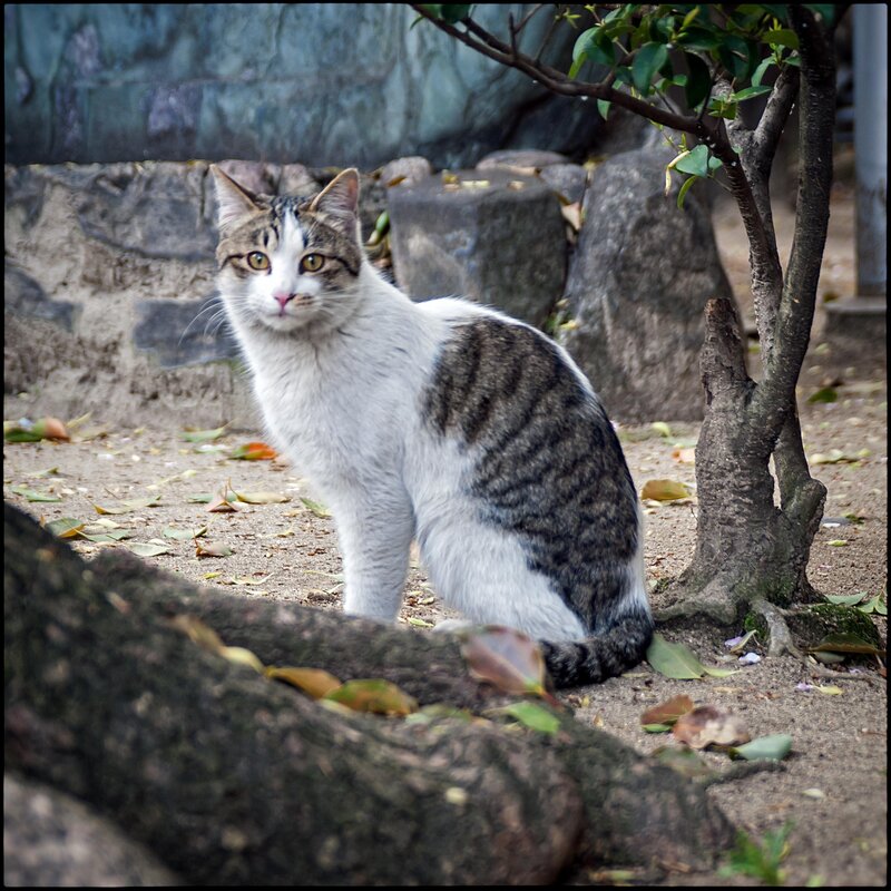 cat sitting under a tree