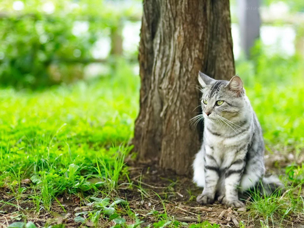 Cat sitting under a tree
