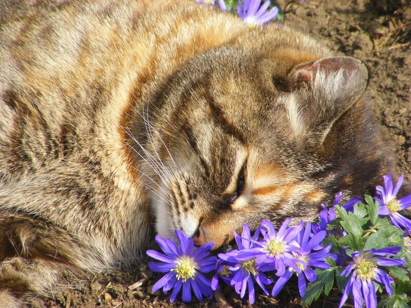 Cat sleeping among purple flowers