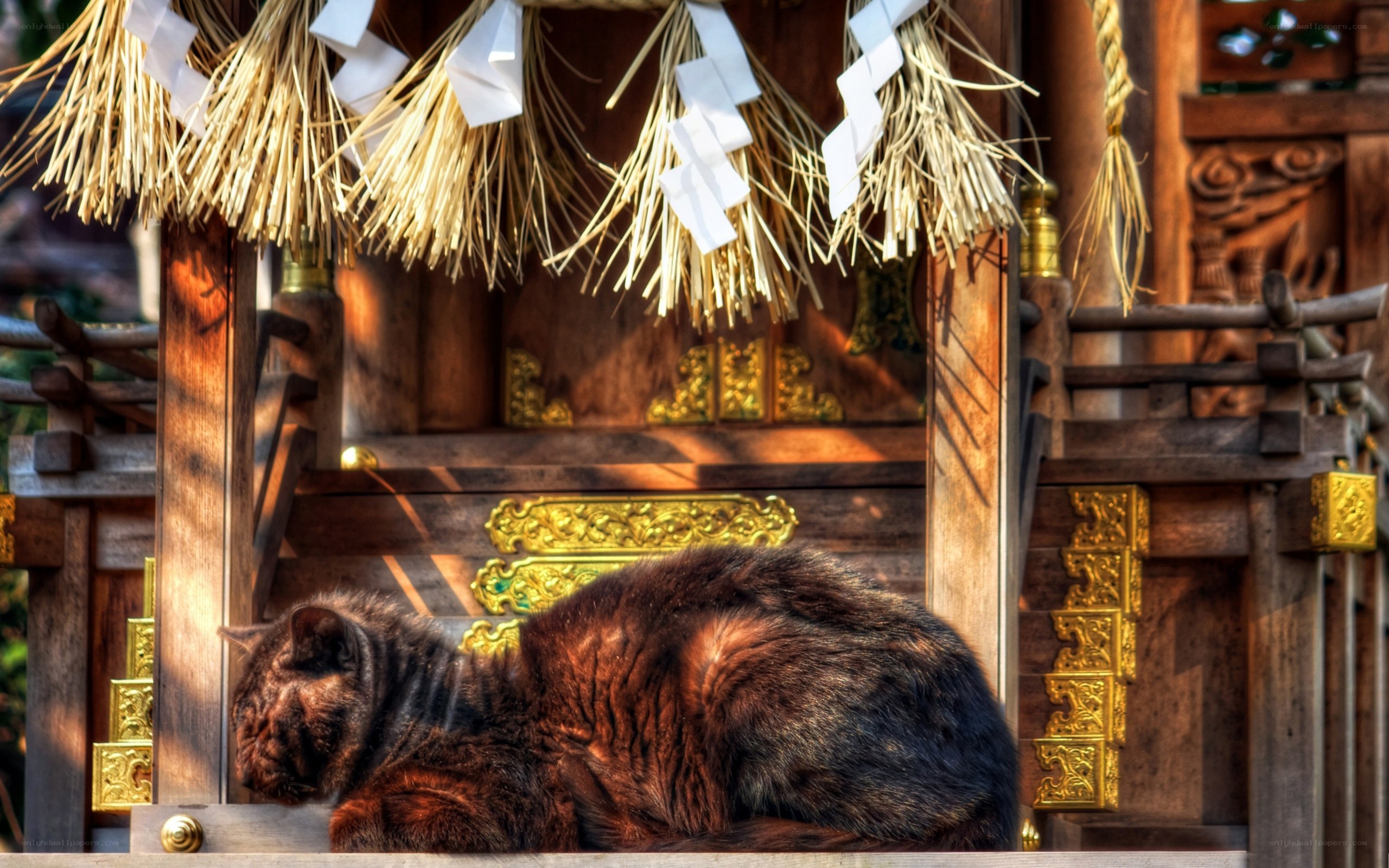 Cat sleeping at shrine