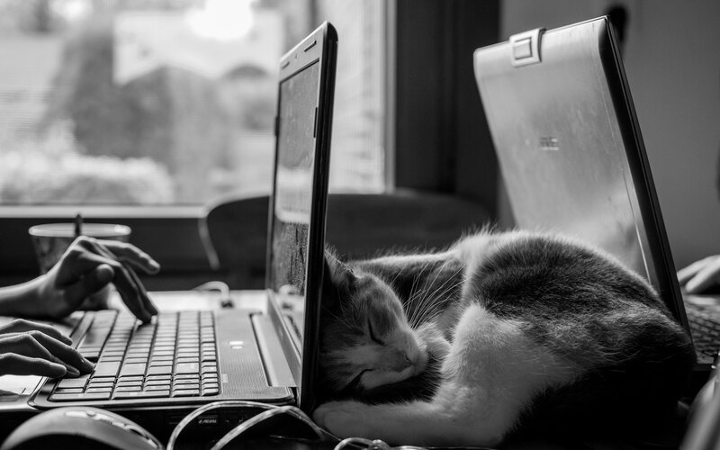 Cat Sleeping Between Laptops — Black