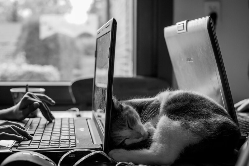 cat sleeping between laptops