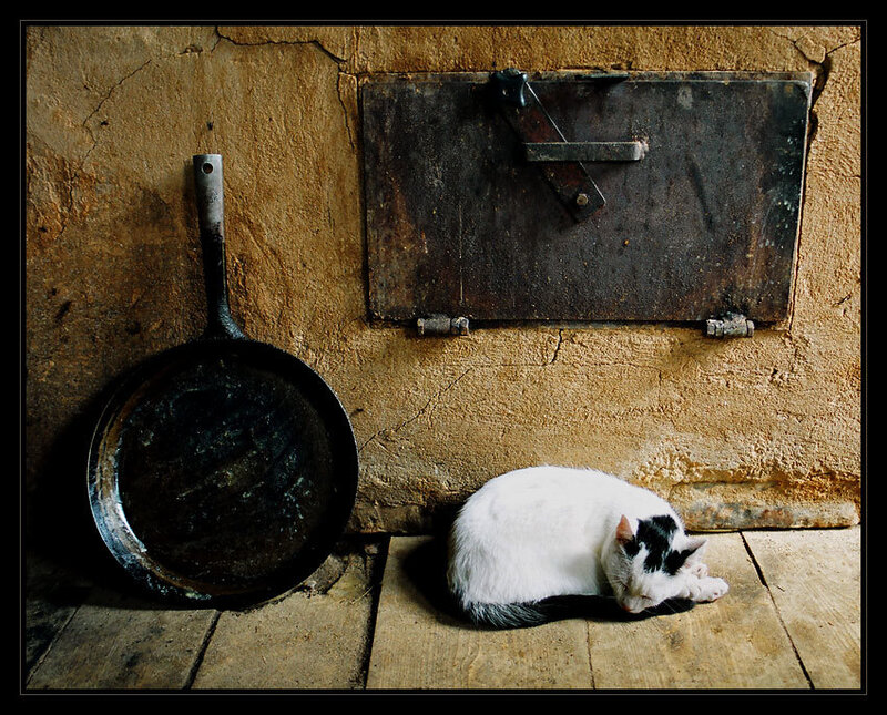cat sleeping by a pan