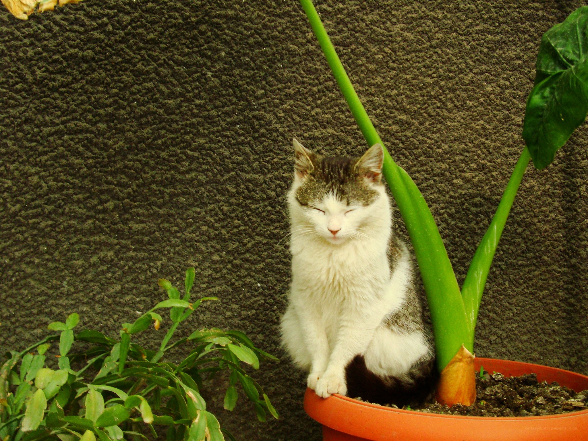 Cat sleeping by a potted plant